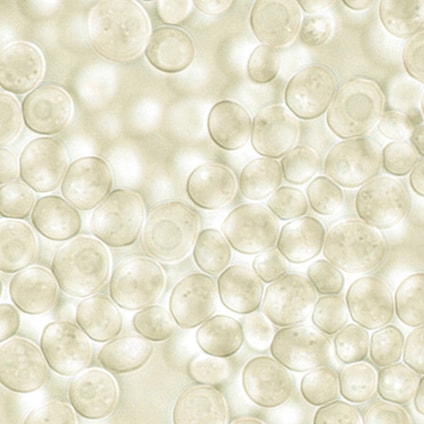 Understanding CM Beta Glucan Technology