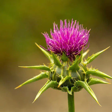 Silymarin - The Ancient Hidden Antioxidant